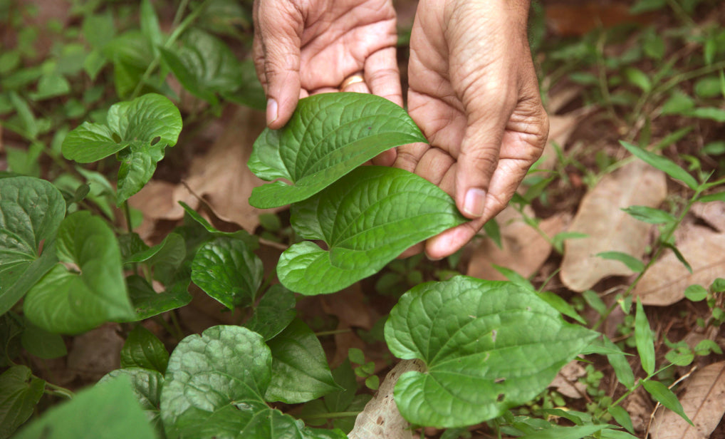 The best Ashwagandha supplement