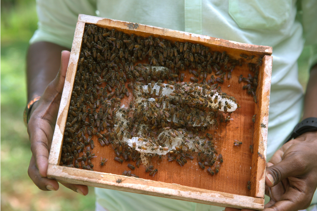 Not all ingredients are created equal: The marvel of mountain honey