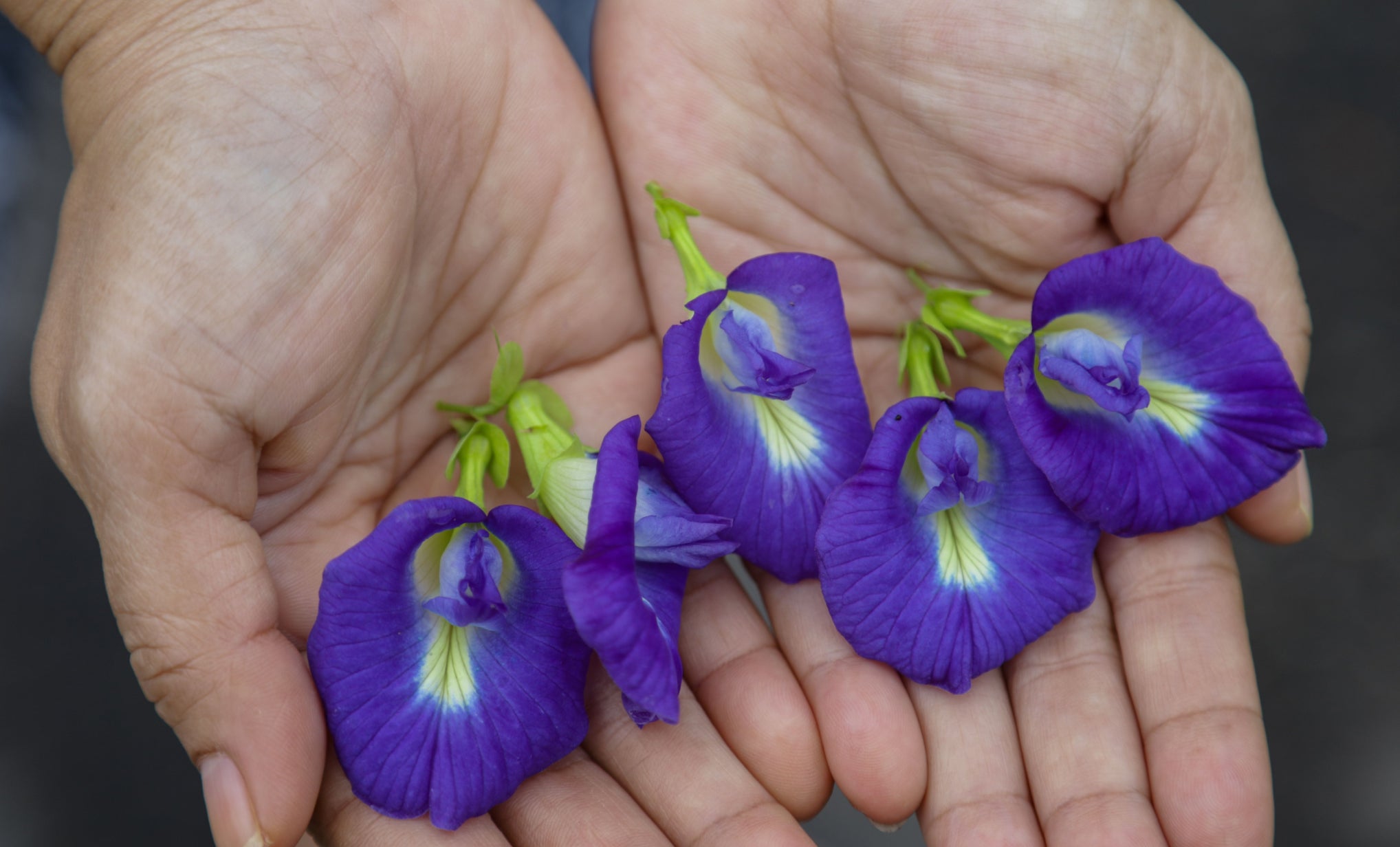 Butterfly Pea Flower: A Powerful Botanical for Mind, Body, and Wellness