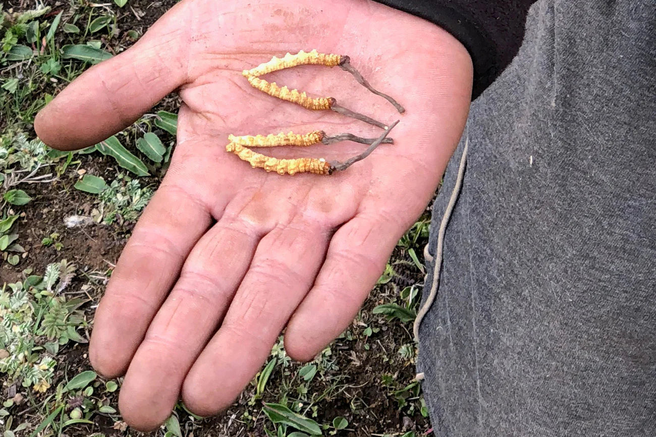 HANAH heads out on a Cordyceps sinensis hunt in Bhutan
