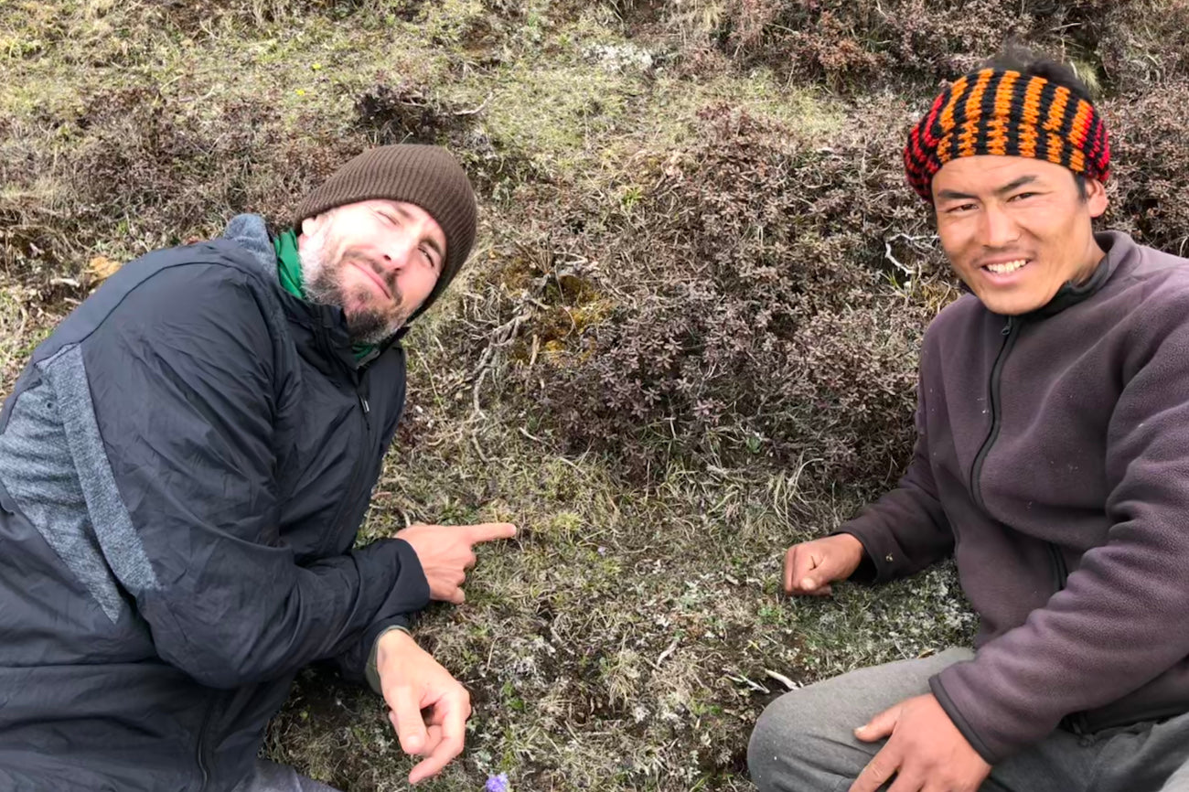 Supporting Bhutanese communities and sustainable Cordyceps sinensis harvesting