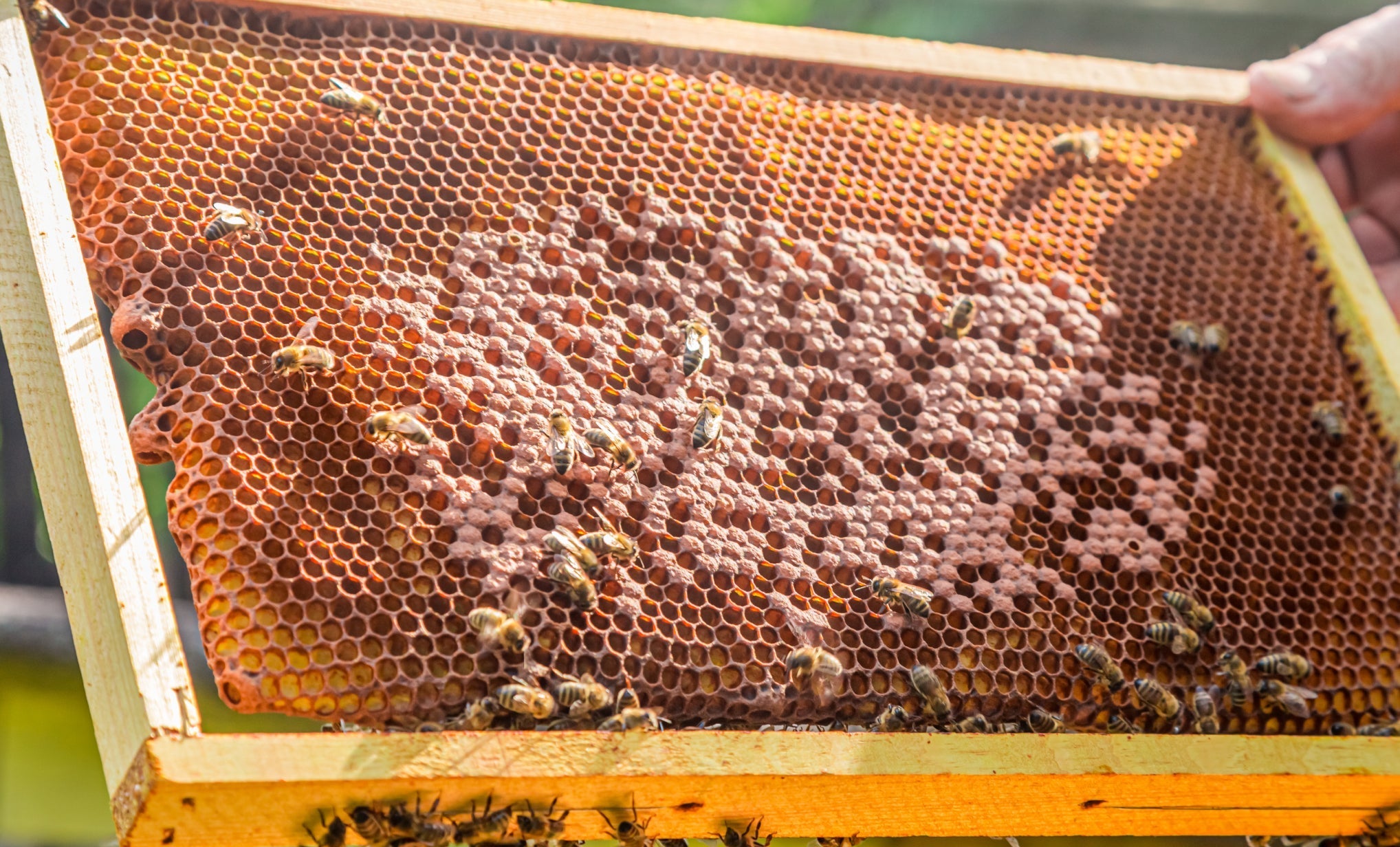 The Power of Wild Mountain Honey: A Rare and Nutrient-Rich Superfood