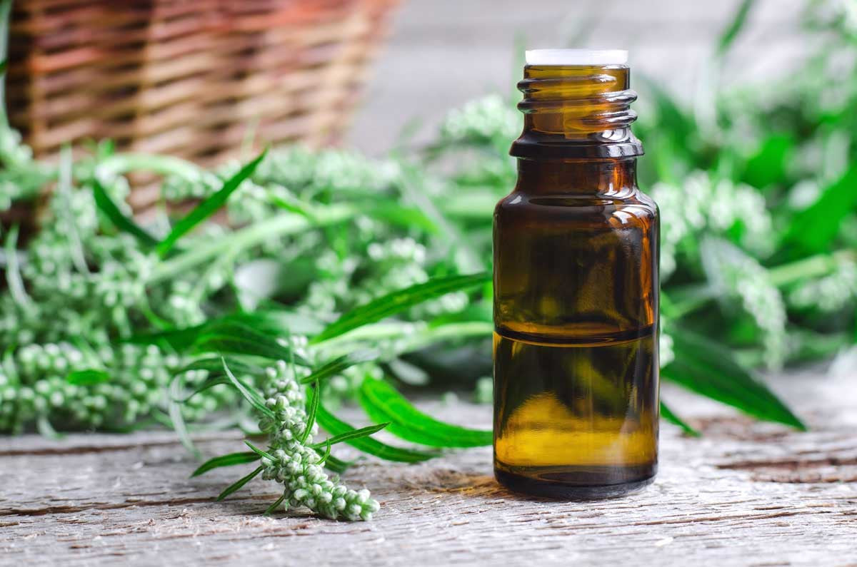 5 plant-based nootropics to better your brain