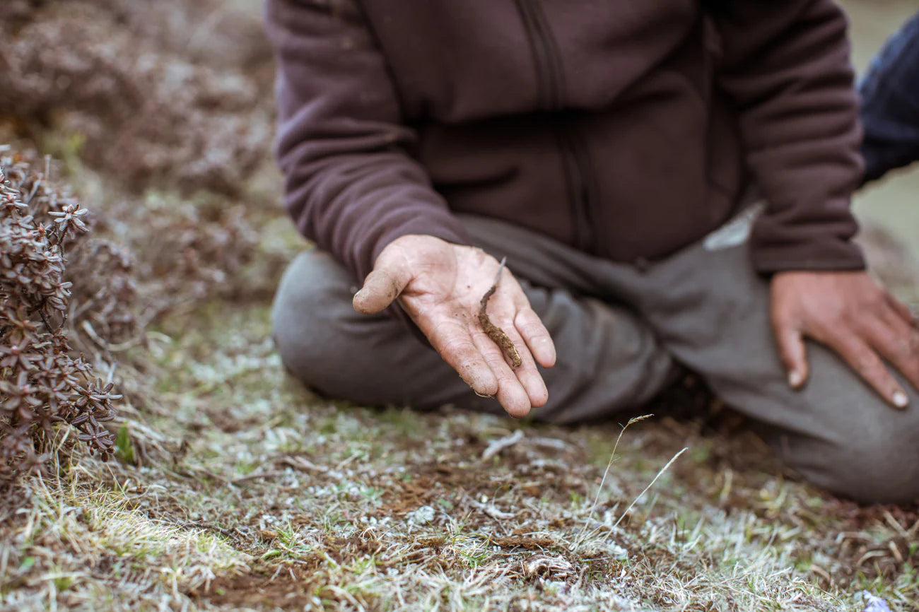 The great Cordyceps swindle: The hidden truth lurking in your “mushroom” tea, powder and capsules