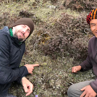 Supporting Bhutanese communities and sustainable Cordyceps sinensis harvesting
