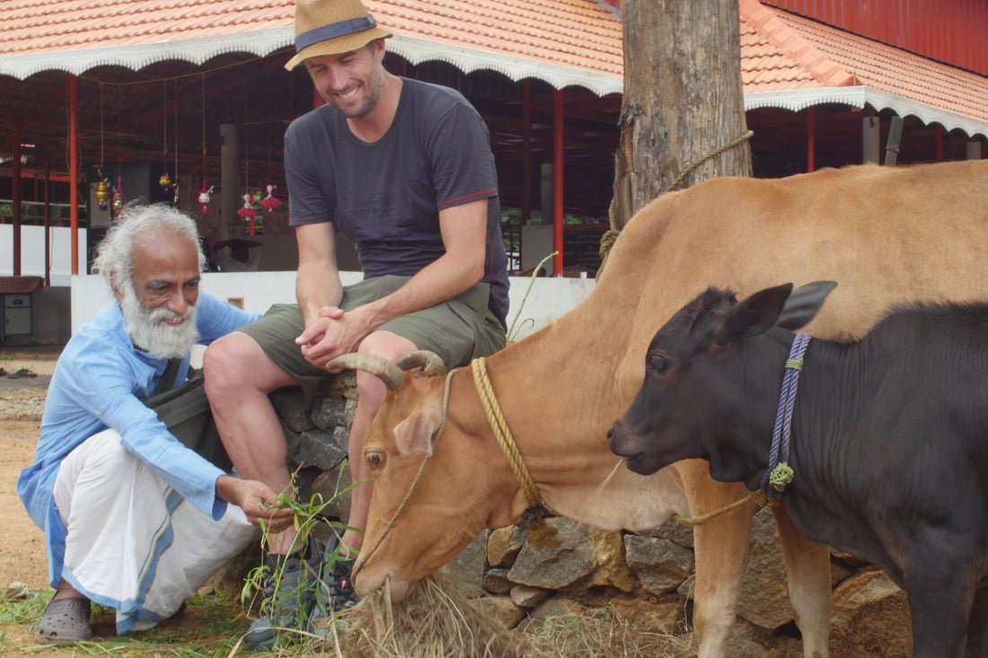 I Put Dwarf Cow Urine in My Eye and Discovered Why Our Ghee is So Special