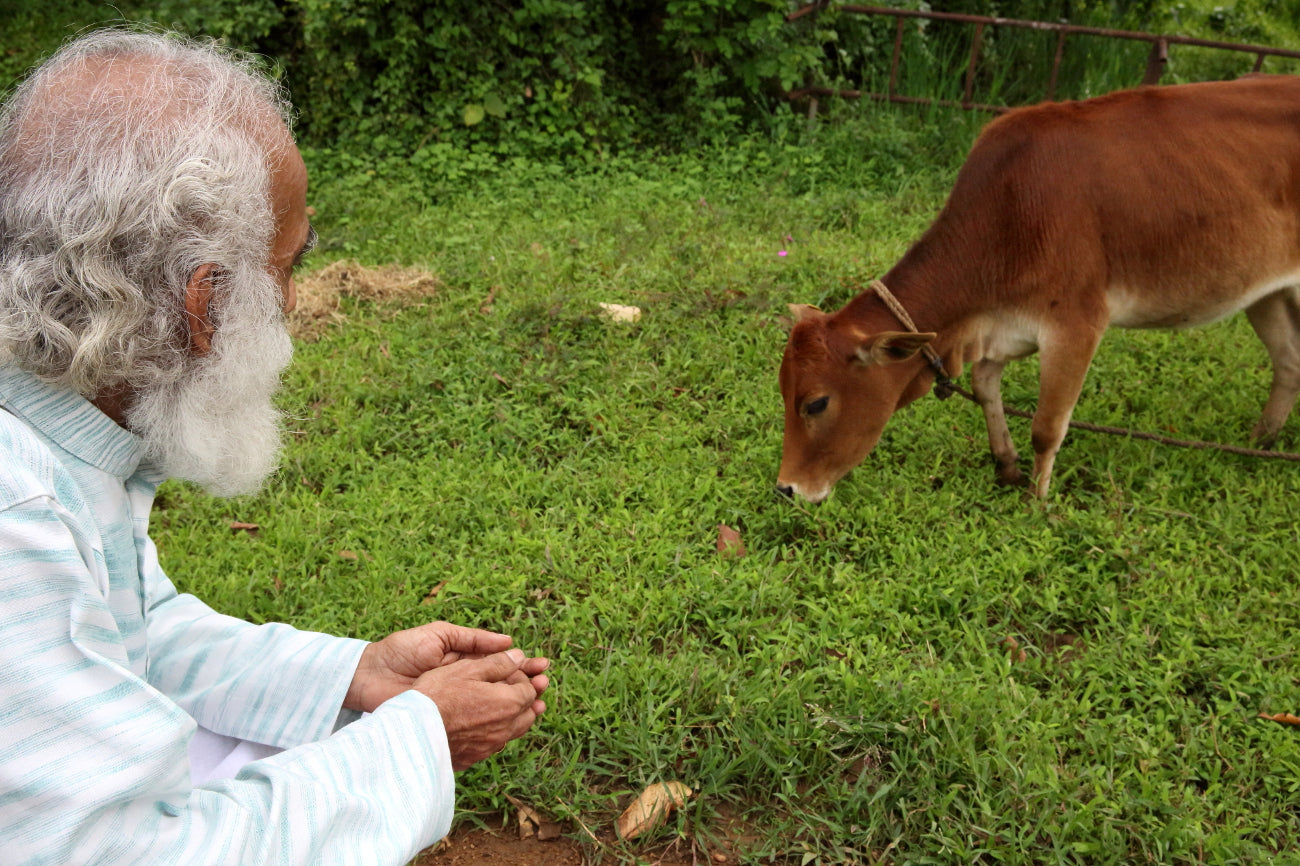 Not all ghee is created equal: Why diet and breed matter (Part 2 of 2)