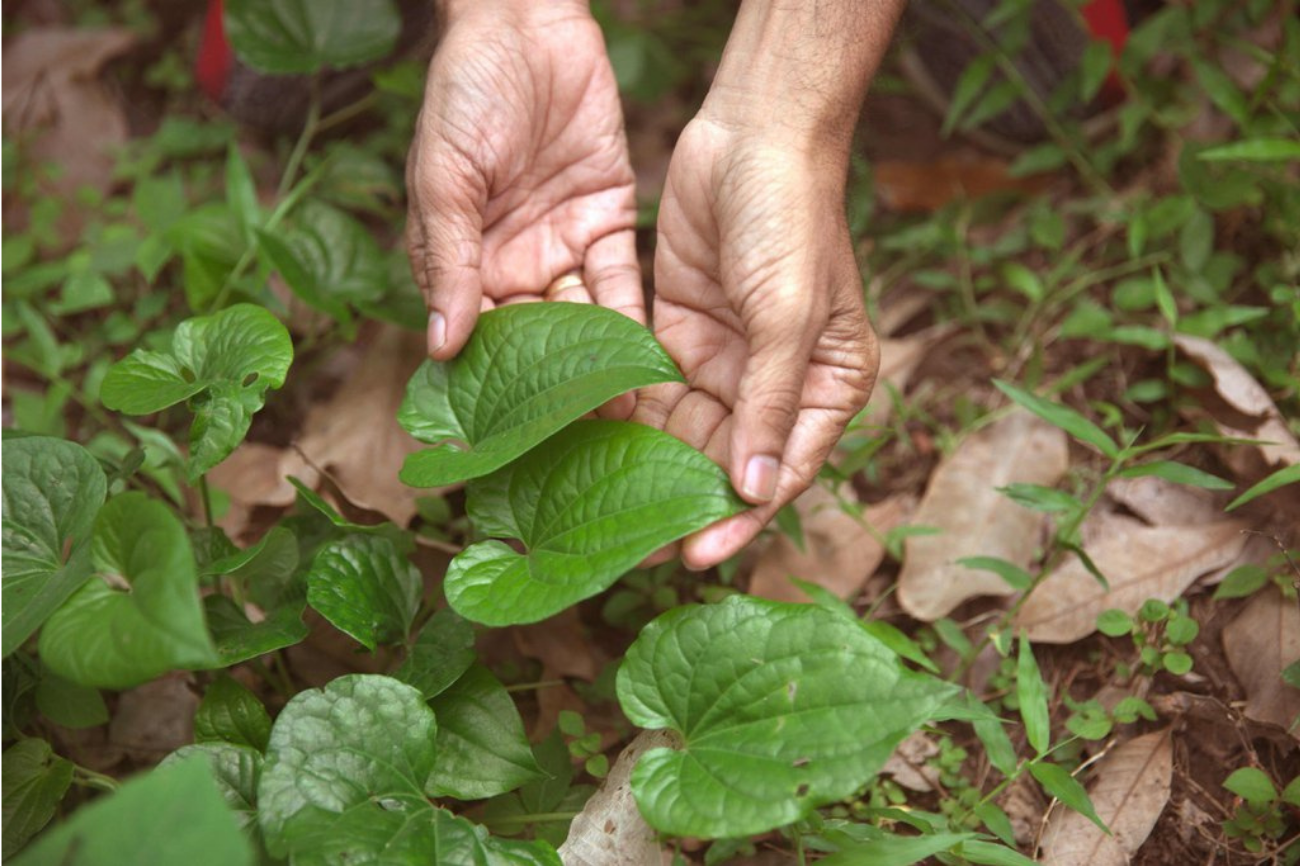 All about adaptogens – herbs that balance body and mind HANAH ONE ashwagandha ghee