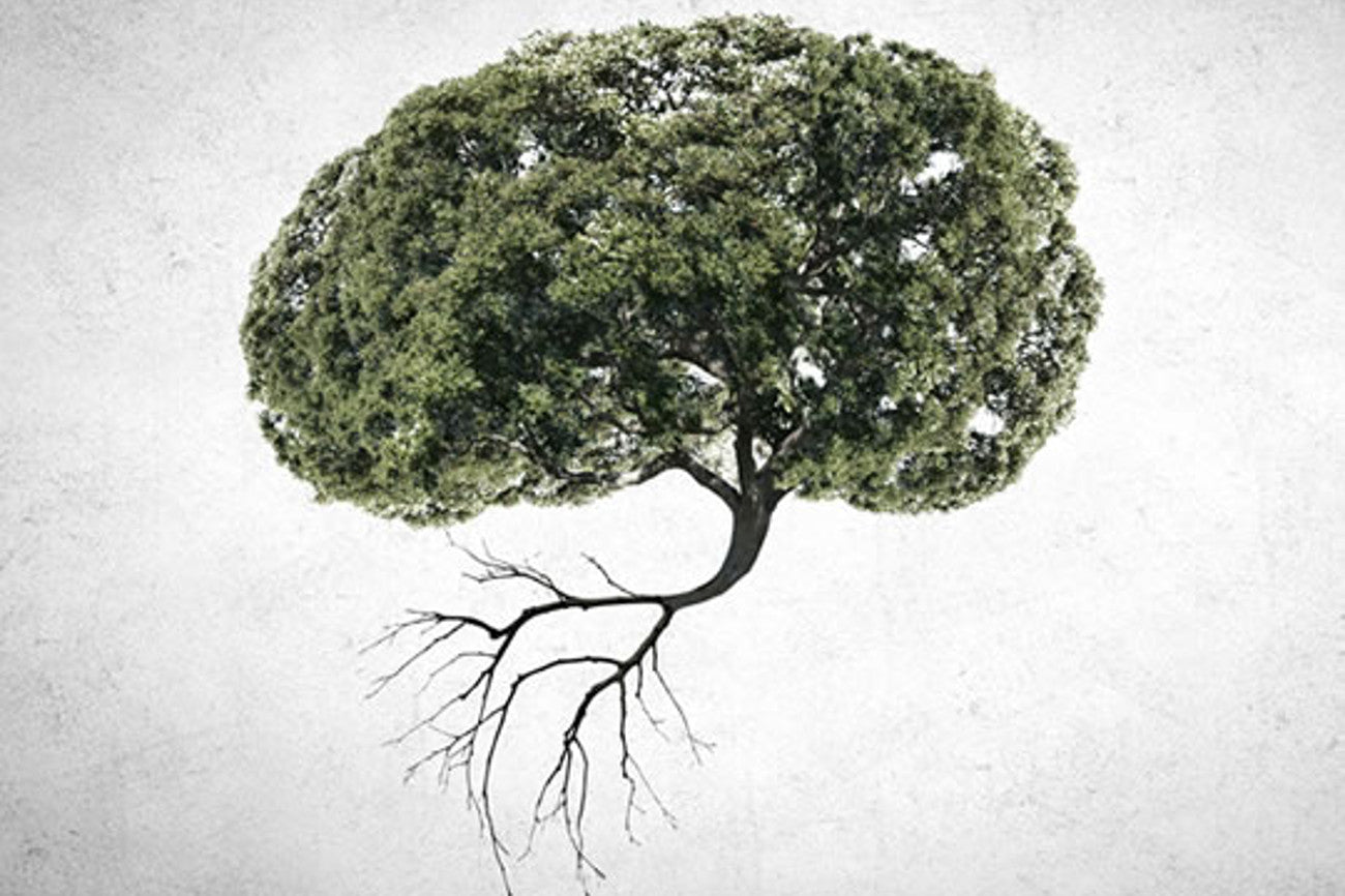 Matters of the mind—Betsy Nelson's journey with the brain