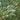 Demostachya plant, also known as halfa grass