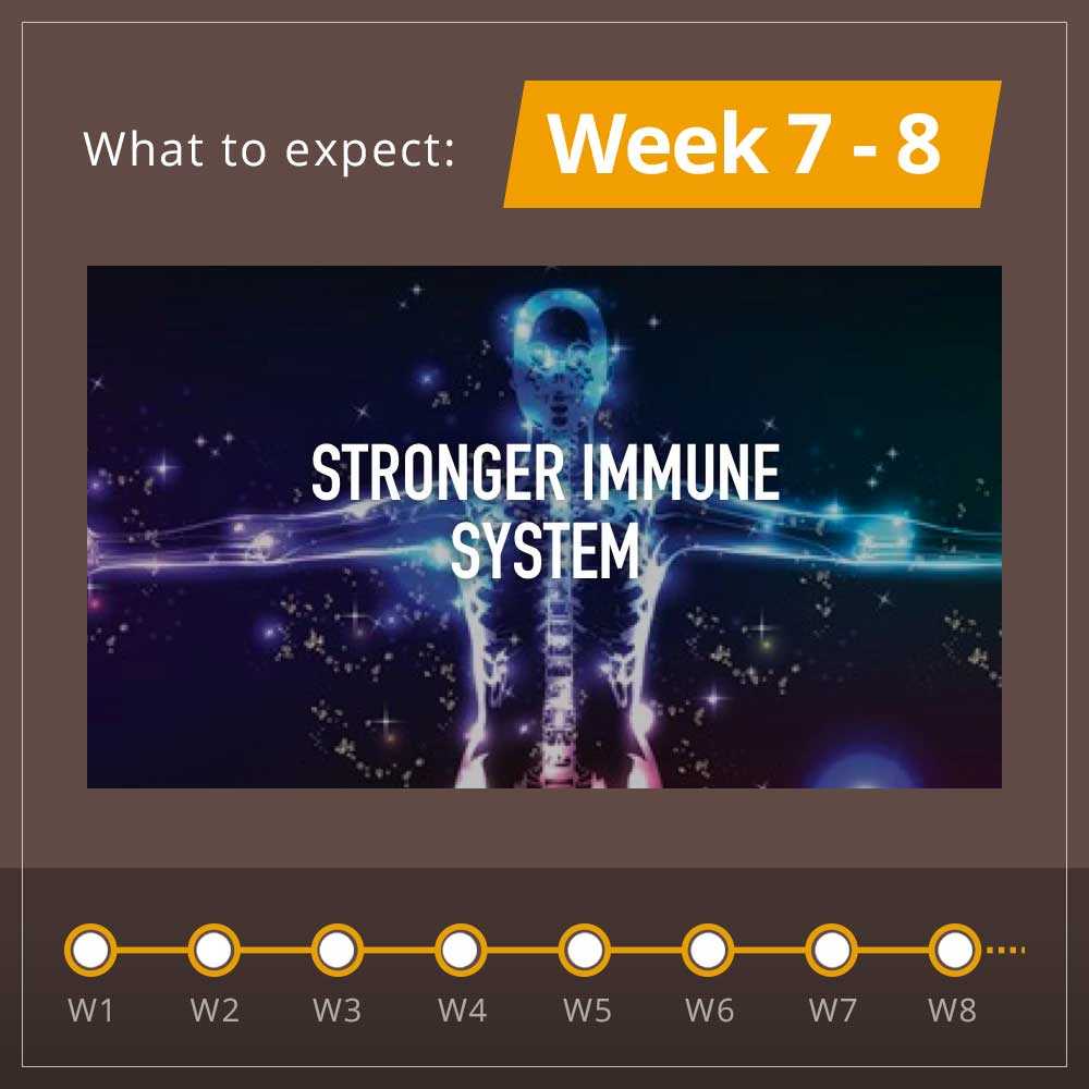 Adaptogen Powerhouse Bundle